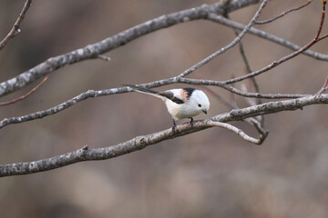 枝に止まったシマエナガ