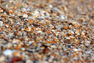 Plage de coquillages