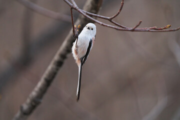 枝に止まったシマエナガ