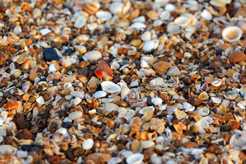 Plage de coquillages
