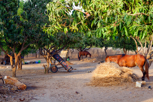 Chevaux dans une cour au S&eacute;n&eacute;gal