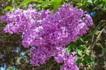 lilac flowering branch of lilac. purple flowers in spring