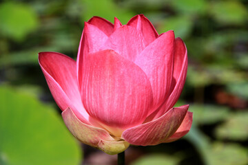 Big pink lotus flowers in the lotus pond, naturally beautiful.