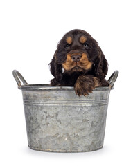 Cute choc and tan English Coclerspaniel dog puppy, sitting in metal bucket facing front with front...