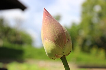 Big pink lotus flowers in the lotus pond, naturally beautiful.
