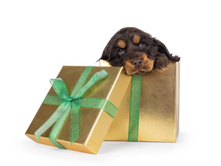Cute choc and tan English Coclerspaniel dog puppy, sitting in gol colored gift box. Looking over edge towards camera, isolated on a white background. © Nynke