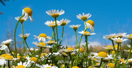 bandeau de marguerites prises en contre-plongée sous un ciel bleu et printanier