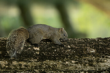 Pallas squirrel on the tree park Taiwan