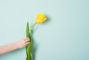 Child's hand holding a beautiful yellow tulip flower on a blue background. Birthday, mother's or valentine's day gift. Copy space