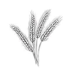 Wheat hand drawn sketch in doodle style illustration