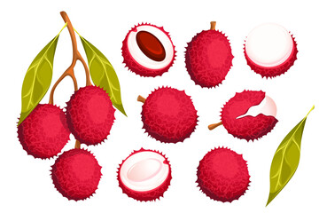 A set of lychee fruits.Exotic fruits, berries with leaves, half a lychee, a twig with lychee.Vector illustration.