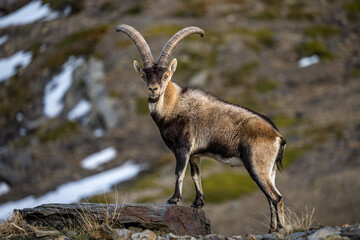The Iberian ibex, also known as the Spanish ibex, Spanish wild goat and Iberian wild goat, Capra pyrenaica. Sierra Nevada mountain range, Spain.