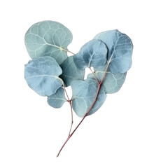 Branches of eucalyptus popular decorative element for home events due to their natural beauty and versatility wedding. A branch of eucalyptus typically consists of several slender stems with elongated