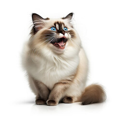 ai generated illustration fat birman cat looking shocked