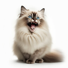 ai generated illustration fat birman cat looking shocked