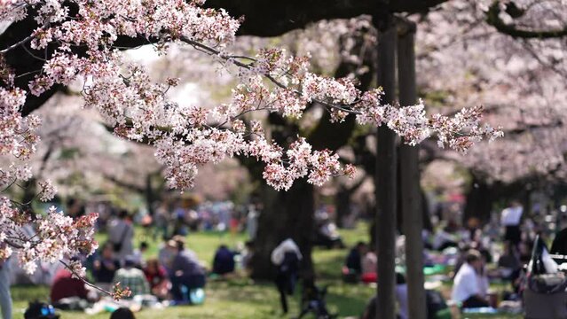 お花見 Images – Browse 75,451 Stock Photos, Vectors, and Video