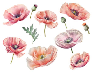 Poppies red set isolated on white background. Generative AI, digital art
