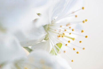 Fototapeta na wymiar Blossoming Serenity: Capturing the Beauty of Cherry Blossoms