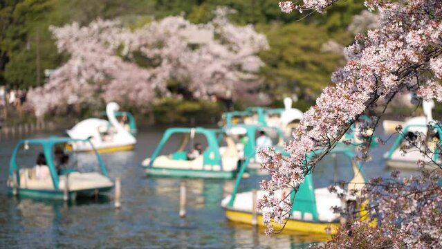 桜咲く井の頭恩賜公園・ボートに乗ってお花見する人々（2023年4月）