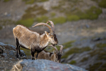 The Iberian ibex, also known as the Spanish ibex, Spanish wild goat and Iberian wild goat, Capra pyrenaica. Sierra Nevada mountain range, Spain.