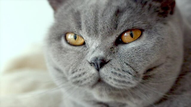 Nahaufnahme einer britisch-kurzhaar Katze