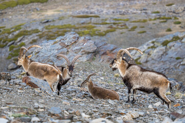 The Iberian ibex, also known as the Spanish ibex, Spanish wild goat and Iberian wild goat, Capra...