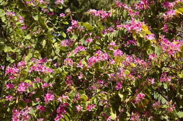 Pink Bauhinia flower blooming, Closeup Purple Orchid Tree or Purple Bauhinia 