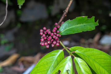 Jamaica guava flower or better known as Darsono water guava plant