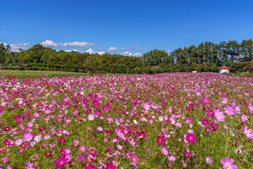 八雲ハーベスター