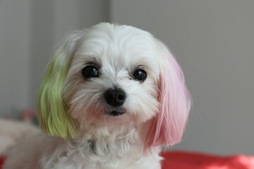 Funny looking maltese dog with ears dyed in bright colors sitting in the bed alone and looking at the camera. Close up, copy space, background.