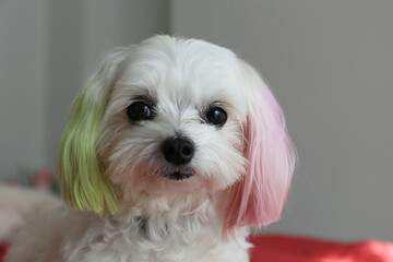 Funny looking maltese dog with ears dyed in bright colors sitting in the bed alone and looking at...