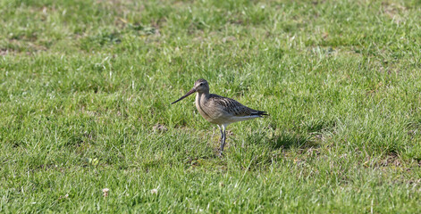 Bird sandpiper walking on the grass.