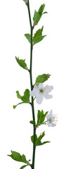 cherry blossom branch on transparent background close-up