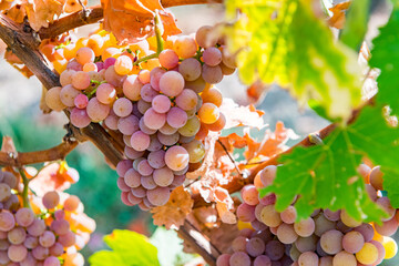 Grapes on the Vine of grape trees