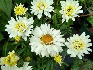 Leucanthemum x superbum 'Victorian Secret'