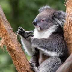 An adult koala, Phascolarctos cinereus, in a eucalyptus tree, Australia. This cute marsupial is endangered in the wild.