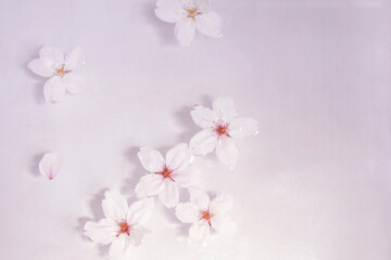 水面に桜の花