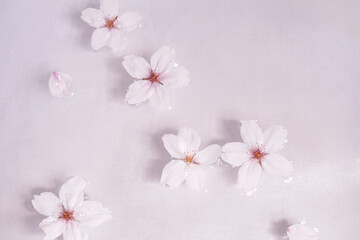 水面に桜の花