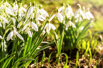 Macro of spring blooming snowdrops on a blurred background. Nature, beauty, love
