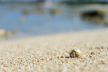 沖縄の海岸にいるヤドカリ