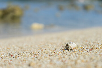 沖縄のビーチのヤドカリ