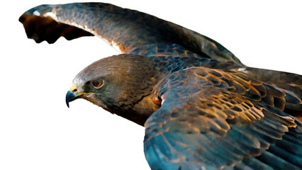 PNG illustration with a transparent background digital watercolor portrait painting of a hawk wings spread in flight	