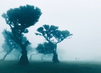 Misty ancient Laurel forest, UNESCO Laurissilva forest, Madeira, dark silhouettes of twisted gnarled trees and two people lost in the mist, creepy enchanted fantasy horror forest scene