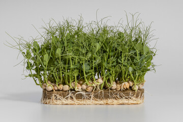 a bunch of green plants growing out of a planter filled with dirt and grass on a white background