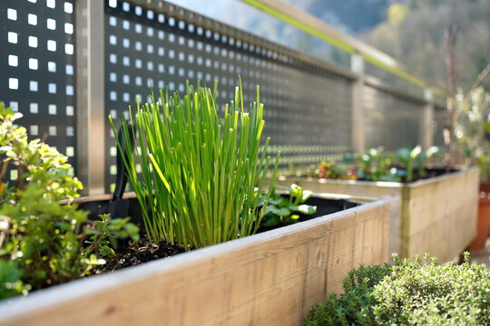 chives and other herbs growing on a balcony garden