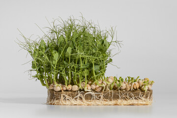 pea microgreens for eating a valuable and healthy product the final stage of growth and ready to be cut on a gray background