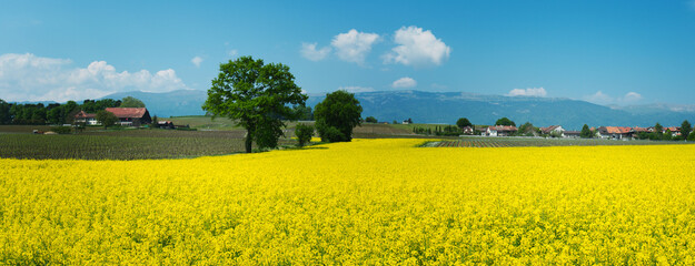 Swiss farms and rapeseed field in spring, Geneva canton - 589170991