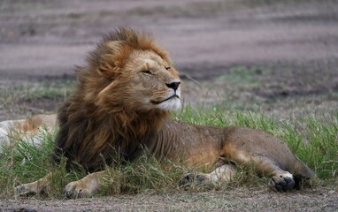 male lion cub