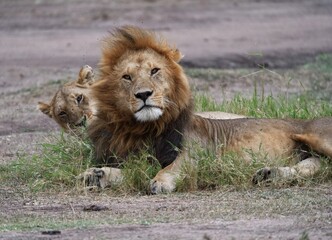 lion in the grass