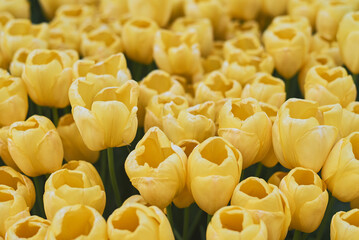 Background with yellow tulips. Blooming flowers. Springtime - 589171919